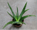 4" Aloe Vera